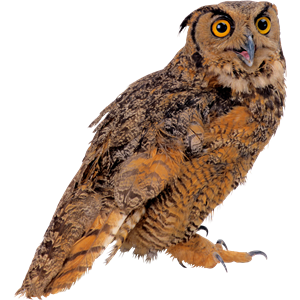 Owl PNG-26799